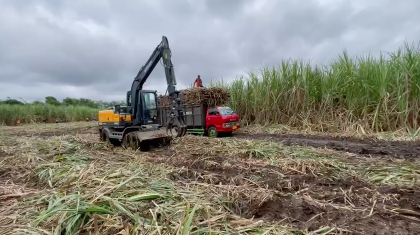 Bukti Efisiensi 3x Lebih Cepat & ROI dalam 1 Musim. Excavator Roda Xinyuan C80W (8 Ton) untuk Panen Tebu
